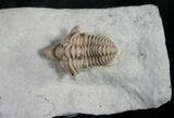 Gorgeous Snout Nosed Spathacalymene Trilobite - Rare #9229-1